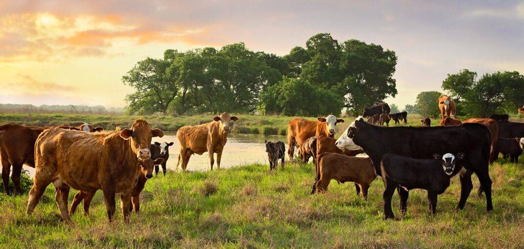 sustainable meat in Atlanta is growing, showing cows grazing in an open field
