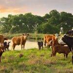 sustainable meat in Atlanta is growing, showing cows grazing in an open field